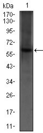 PDE1B Primary Antibody MP30464P [M5C4A3]
