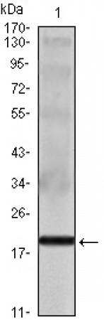 IL-16 Primary Antibody MP20012 [M5D8]