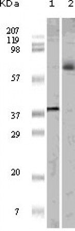 ELK1 Primary Antibody MP20101 [M3H6D12]
