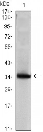 SCGB2A2 Primary Antibody MP30126 [M3C8]