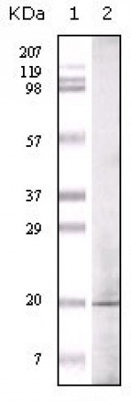 GLP Primary Antibody MP20060 [M1B7B4]