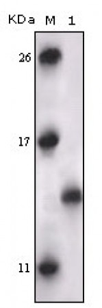 PRAK Primary Antibody MP20147 [M7H10B4]