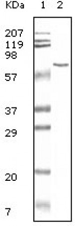 BSA Primary Antibody MP20029 [M3G3A2]