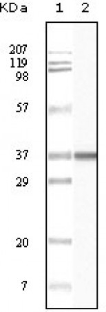 BLK Primary Antibody MP20090 [M9D10B7H6]