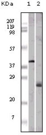 ApoM Primary Antibody MP20117 [M10C3G5]
