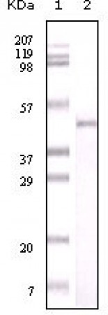 Visfatin Primary Antibody MP20062 [M4E11C9]