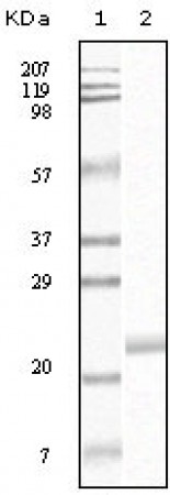 EphB4 Primary Antibody MP20073 [M5B8F7]