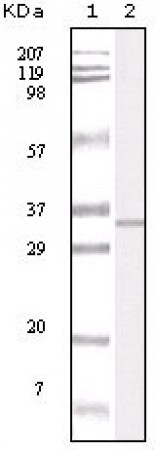 APP Primary Antibody MP20069 [M1B11F3]