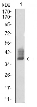 ATG10 Primary Antibody   MP31729 [M8A9B3]