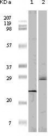 4E-BP1 Primary Antibody MP20104 [M4B6G10]