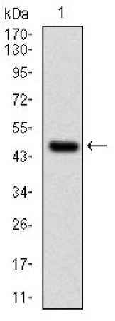 UBE2I Primary Antibody MP30281 [M1B10]