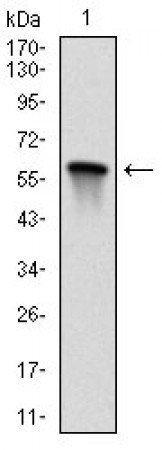 MAP2K7 Primary Antibody MP30291 [M4E5]