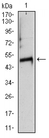TUBA8 Primary Antibody MP30301 [M2D6]