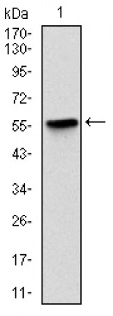 LPlunc1 Primary Antibody MP30302 [M2A5]