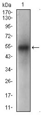 PON1 Primary Antibody MP30571 [M4G8A12]