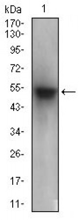 PON1 Primary Antibody MP30572 [M4G8D3]