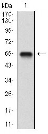 BDNF Primary Antibody MP30610 [M3D9C5]