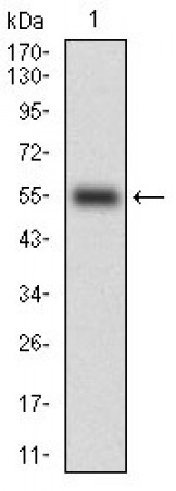 PTPN1 Primary Antibody MP30721 [M4F11B9]