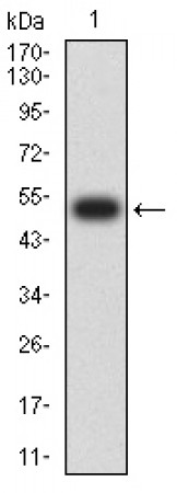 CAPN1 Primary Antibody  MP31670 [M1E6G9]