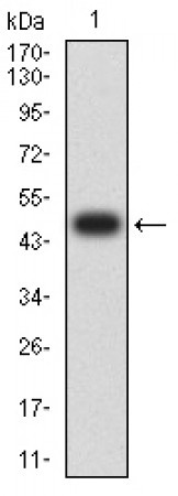 CHD4 Primary Antibody  MP31675 [M3D3E9]