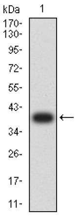 LILRB1 Primary Antibody  MP31690 [M2G5B5]