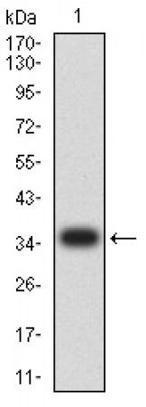 HLA-B Primary Antibody  MP31707 [M4D4B6]