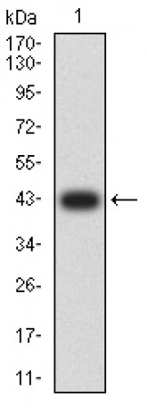 IDH2 Primary Antibody MP31711  [M3E8D12]