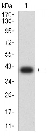 MAP1LC3A Primary Antibody  MP31712 [M7E9E12]