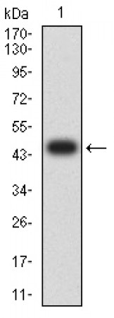 BNIP3L Primary Antibody MP31716  [M1H10B3]