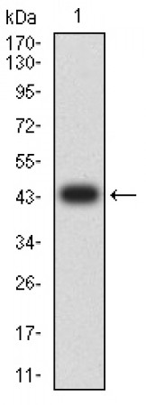 MAPK9 Primary Antibody MP31737 [M2F6H11]