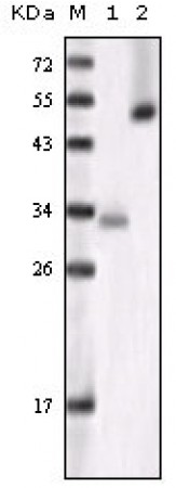 GSK3 alpha Primary Antibody MP20134 [M6G12C2]