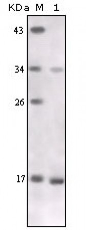 TNF-alpha Primary Antibody MP20161 [M2A9B9]