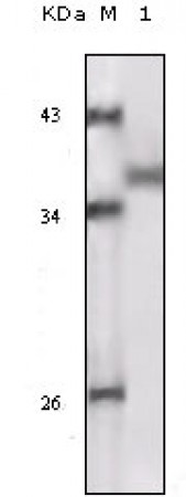 RSK1 Primary Antibody MP20136 [M10B1D7A9]