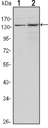 KDM3A Primary Antibody MP30133 [M1E12]