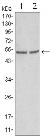 GSK3 alpha Primary Antibody MP20133 [M9D5G1]