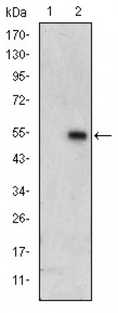 ERK3 Primary Antibody MP30194 [M4E8]