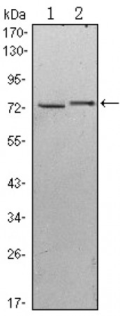 KLHL13 Primary Antibody MP30067 [M8D1]