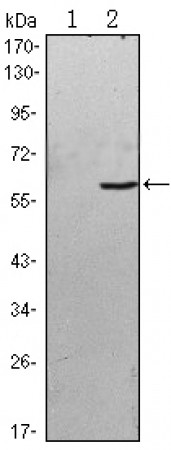 BLK Primary Antibody MP30135 [M1E6]