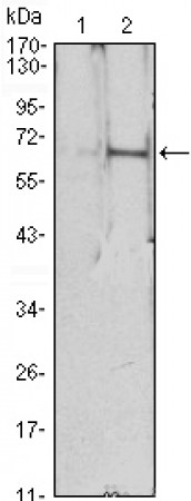EPO Primary Antibody MP30094 [M4F11]