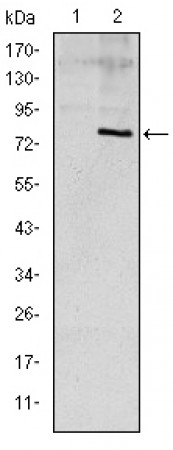 ApoE Primary Antibody MP30215 [M1H4]