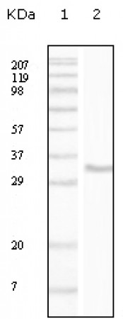 CD34 Primary Antibody MP20126 [M4H5E7]