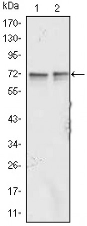 FMR1 Primary Antibody MP20327 [M4G9]