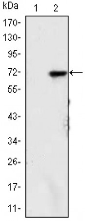 KDM4A Primary Antibody MP30087 [M5H1]