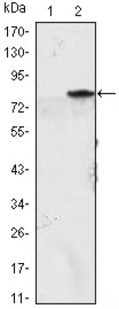 MYOD1 Primary Antibody MP30104 [M1C8]