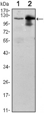 UBE1L Primary Antibody MP30095 [M5B10]