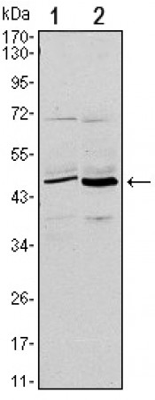 CD86 Primary Antibody MP30107 [M1B3]