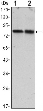 CRTC2 Primary Antibody MP30120 [M5B10]