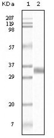 TGF beta1 Primary Antibody MP20076 [M4F9C10]