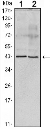 Apoa5 (ab) Primary Antibody MP20006 [M1G5G9]
