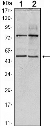 THAP11 Primary Antibody MP30083 [M3F3]